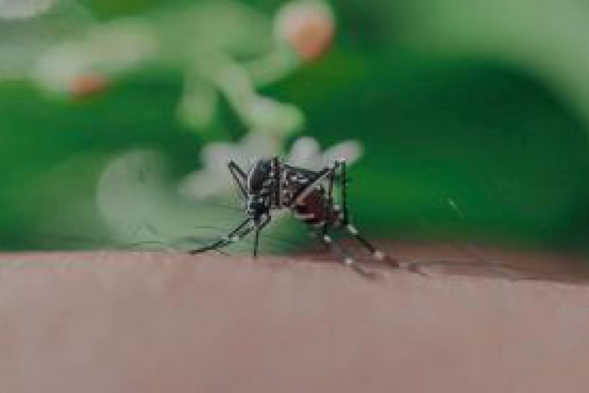 Cinco municpios esto em surto de dengue em Rondnia, aponta novo boletim