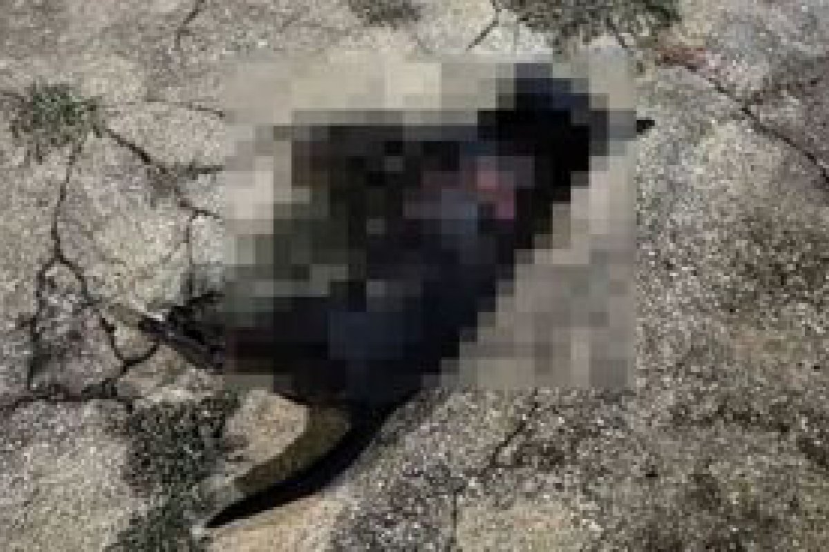 VDEO: em Vilhena, Pitbull foge e mata cachorro na rua