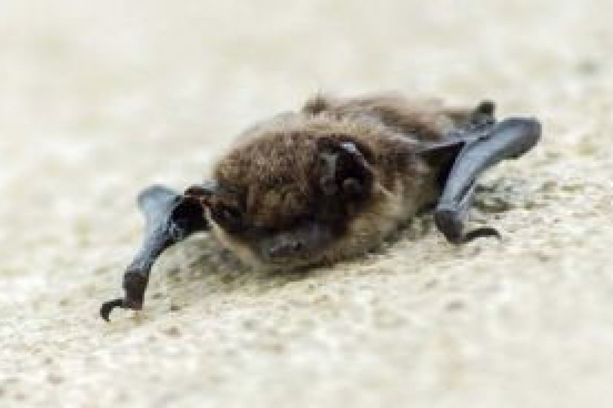 Semusa informa sobre caso de raiva em morcego em rea rural de Cacoal