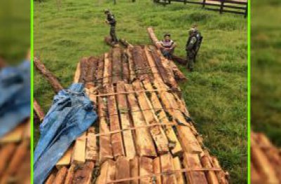 Leilo de madeiras raras ser realizado pelo Batalho de Polcia Ambiental de Ji-Paran