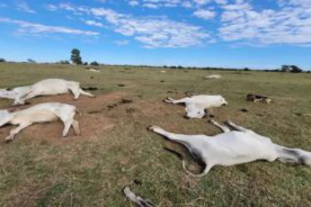 Onda de frio intenso mata mais de mil cabeas de gado no Brasil