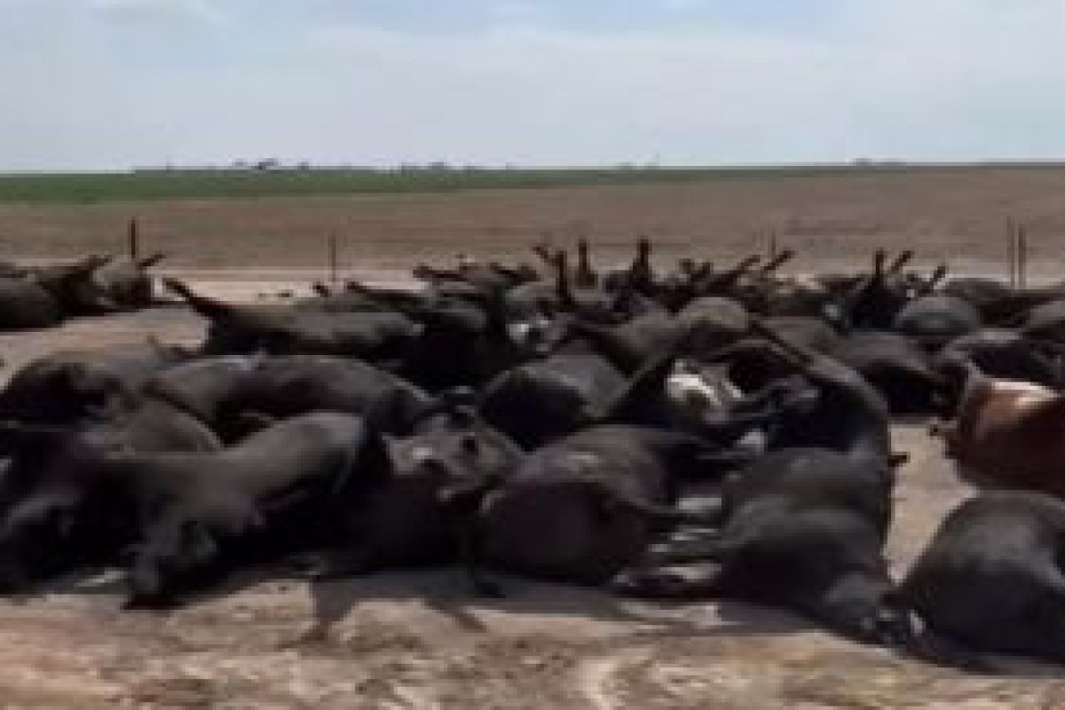 Vídeo mostra centenas de bois mortos por onda de calor extremo nos Estados Unidos
