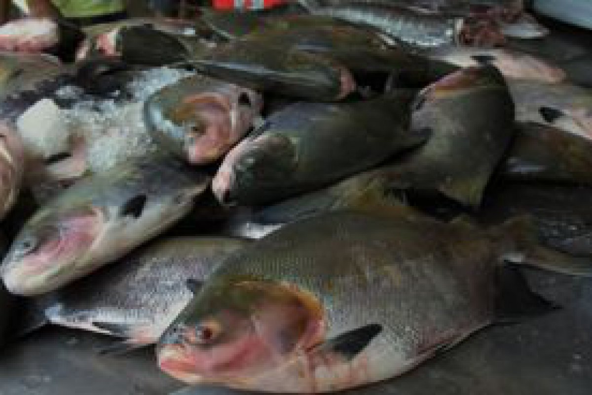Piscicultura avana na produo de peixes nativos com investimentos realizados pelo Governo de RO